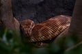 Rough-scaled python, Morelia carinata, large-scaled snake, species endemic to Australia. Brown snake in the nature habitat. Python