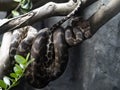 Rough scaled Python, Morelia carinata, lies coiled on a branch