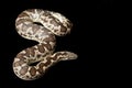 Rough-scaled sand boa