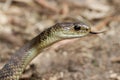 Rough Scaled Snake