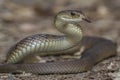 Rough Scaled Snake