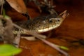 Rough-scaled snake Tropidechis carinatus close-up