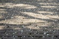 Rough sidewalk tile and gentle covered with fallen petals of cherry blossoms, covered by petals of sakura tree Royalty Free Stock Photo