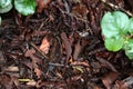 Rough Skinned Newt Royalty Free Stock Photo