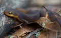 Rough-skinned Newt (Taricha granulosa) crawling on leaves.