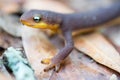 Rough-skinned Newt (Taricha granulosa) crawling on leaves.