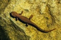 Rough-skinned or roughskin newt, taricha granulosa, underwater in Trillium Lake, Oregon, USA Royalty Free Stock Photo