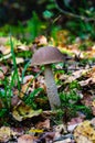 Rough-stemmed bolete grow in forest