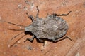 Rough Stink Bug (Brochymena) macro isolated on a Crepe Myrtle tree. Royalty Free Stock Photo