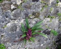 Rough stone wall background with plant