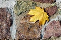 Rough stone wall with yellow maple leaf