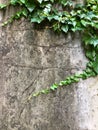 Rough stucco wall covered with ivy leaves Royalty Free Stock Photo