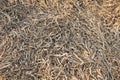 Rough sunlit seed husks, hay straws and pattern texture background in the field of Lithuania Royalty Free Stock Photo