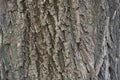 Rough surface of bark of weeping willow