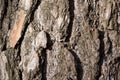 Pine bark Royalty Free Stock Photo