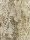 Rough surface of old tree trunk texture background Royalty Free Stock Photo
