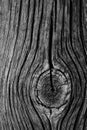 Rough surface of old wood with knots, black and white photo