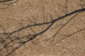 Rough surfaced concrete wall with shadow of a tree branch on it