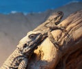 Rough Tailed Agama In Heraklion Greece Royalty Free Stock Photo