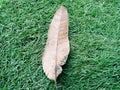 Rough texture of dry leaves of mango tree plant Royalty Free Stock Photo