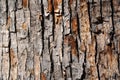 Rough texture of old tree bark - brown surface background Royalty Free Stock Photo