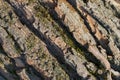 Rough texture of old tree with green moss. Tree Bark Background