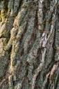 Rough texture of old tree with green and silver moss. Brownish-gray Tree Bark Background Royalty Free Stock Photo