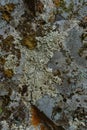 Rough texture of organic stone. Natural rock background with colored lichen Royalty Free Stock Photo