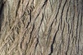 Rough texture of tree bark in sunlight with copy space Royalty Free Stock Photo