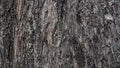 Rough texture of the tree is dark brown mixed with black. Royalty Free Stock Photo