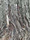 Rough texture trunk tree