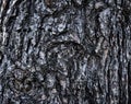 Rough textured bark of white pine tree Pinus strobus