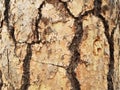 Rough textured brown cracked tree trunk bark Royalty Free Stock Photo