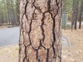 Rough textured brown cracked tree trunk bark Royalty Free Stock Photo