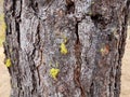 Rough textured brown cracked tree trunk bark and yellow lichen Royalty Free Stock Photo
