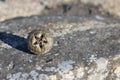 Unusual nut, with a star shape, California.