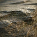 Rough textured rock surface, likely a sedimentary rock. The surface has noticeable Royalty Free Stock Photo
