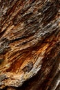 Rough textured tree bark