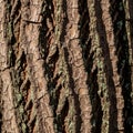 Rough textured tree bark with deep, Royalty Free Stock Photo