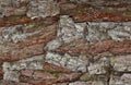 Rough textures of the bark of a pine tree. Royalty Free Stock Photo
