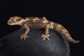 Rough thick-toed gecko, pachydactylus rugosus