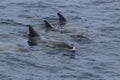 Rough-toothed dolphins, Steno bredanensis playing in the Gulf of Mexico Royalty Free Stock Photo