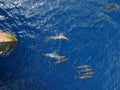 Rough-toothed dolphins, Steno bredanensis playing in the Gulf of Mexico Royalty Free Stock Photo