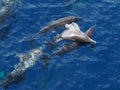 Rough-toothed dolphins, Steno bredanensis playing in the Gulf of Mexico Royalty Free Stock Photo