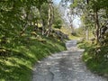 Rough track, with overhanging trees, close to, Low Sleights Road, Ingleton, UK Royalty Free Stock Photo