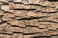 Rough tree bark close-up Royalty Free Stock Photo