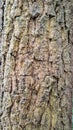 Rough Tree Bark Close-Up Texture Royalty Free Stock Photo