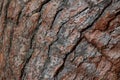 Rough tree bark with deep cracks and natural textures. Royalty Free Stock Photo