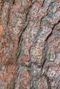 Rough tree bark with deep cracks and natural textures. Royalty Free Stock Photo