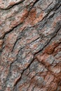 Rough tree bark with deep cracks and natural textures. Royalty Free Stock Photo